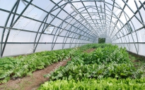 Фермерские теплицы